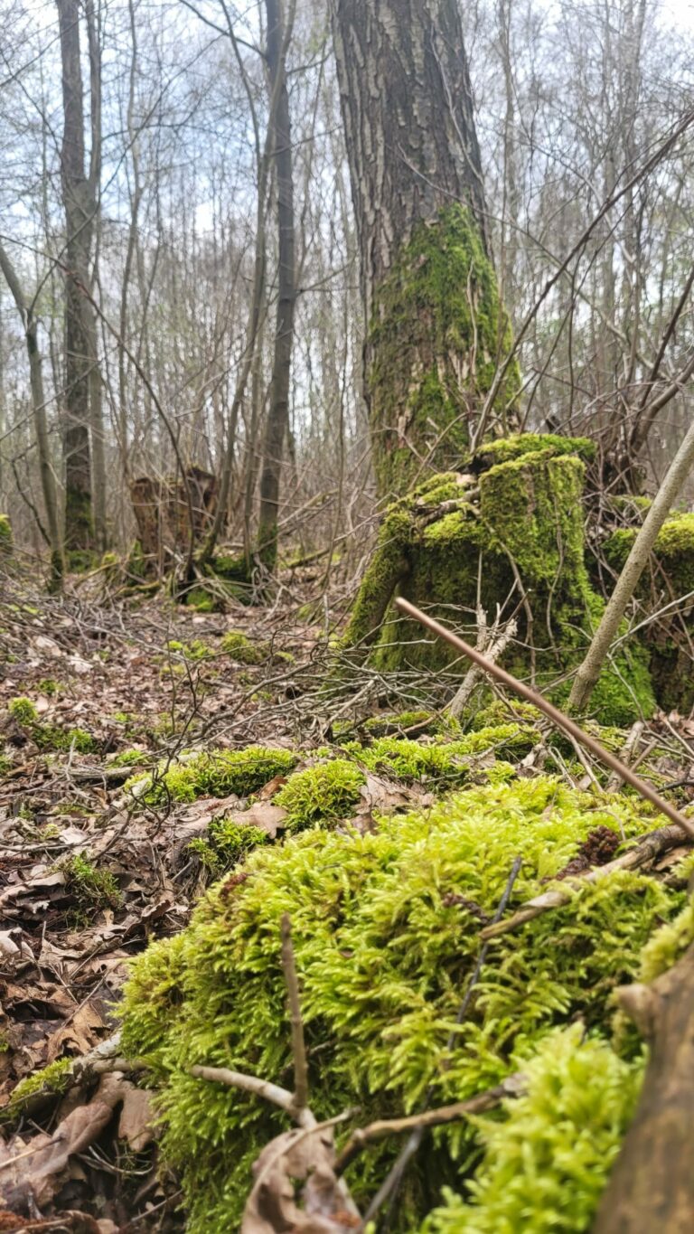 Huntloser Moor